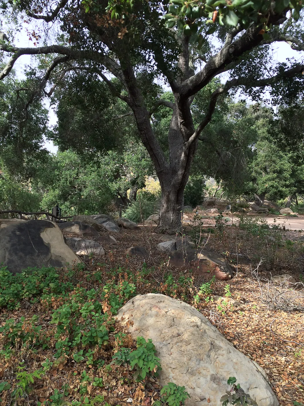 Meadow Oaks
