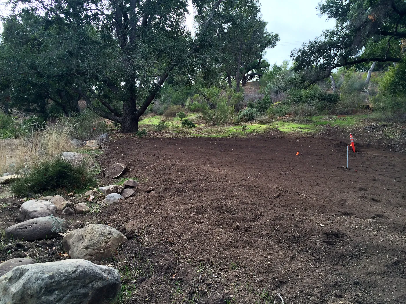 Maze site before planting