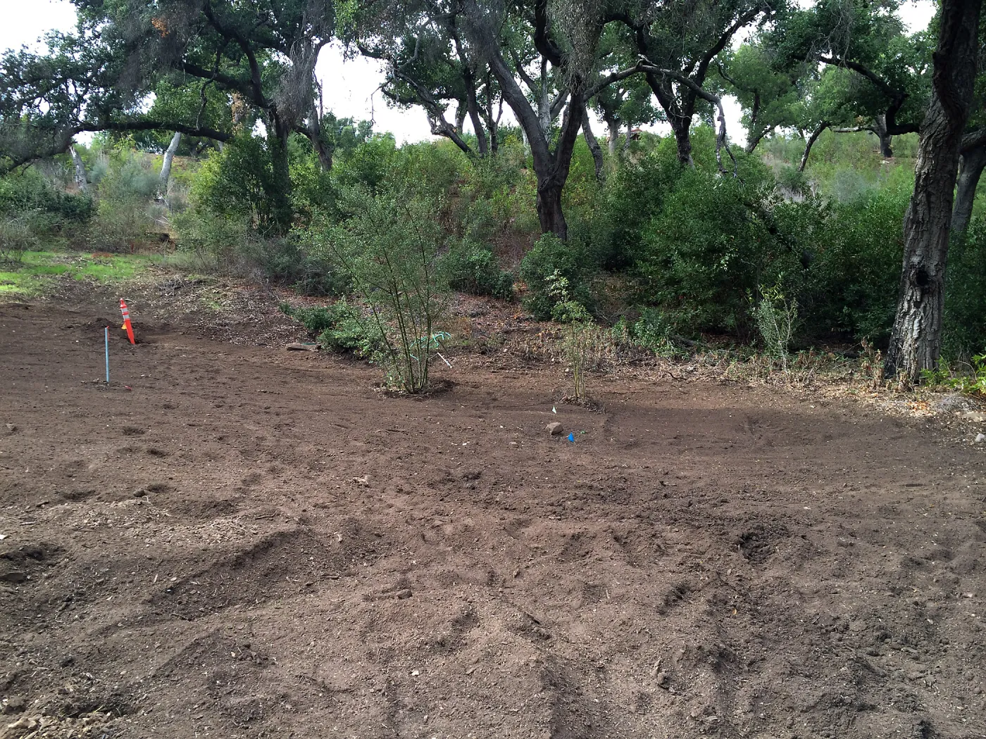 Maze site before planting