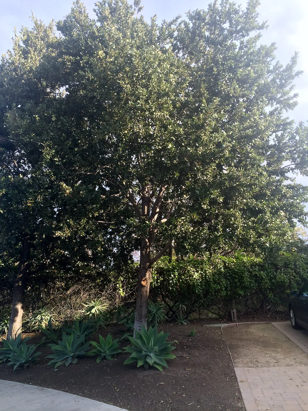 Susan van Atta property, Quercus tomentella