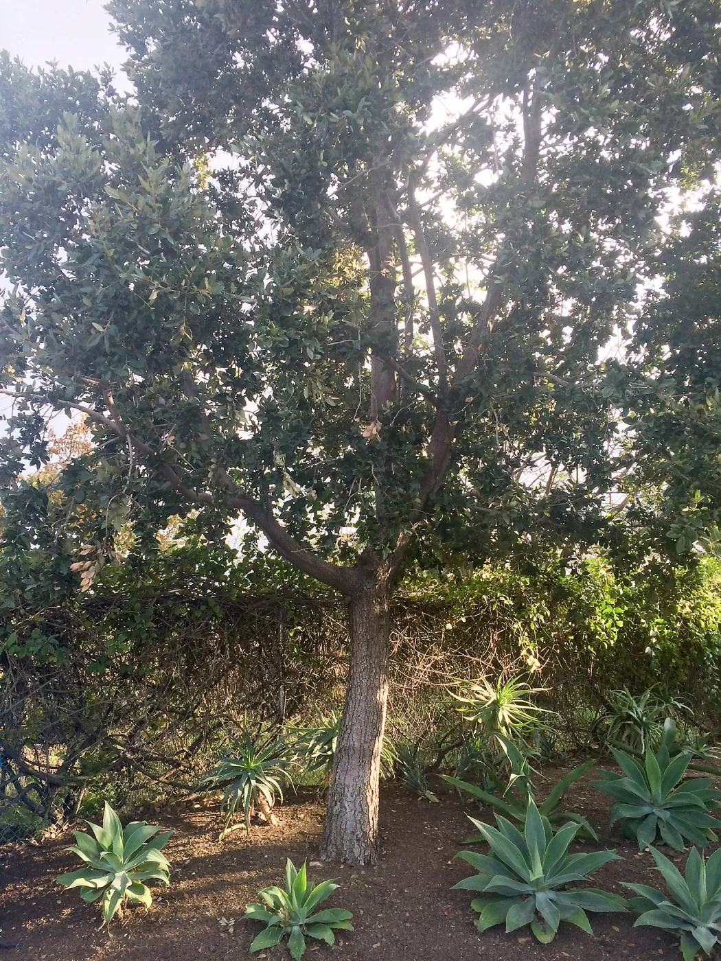 Susan van Atta property, Quercus tomentella