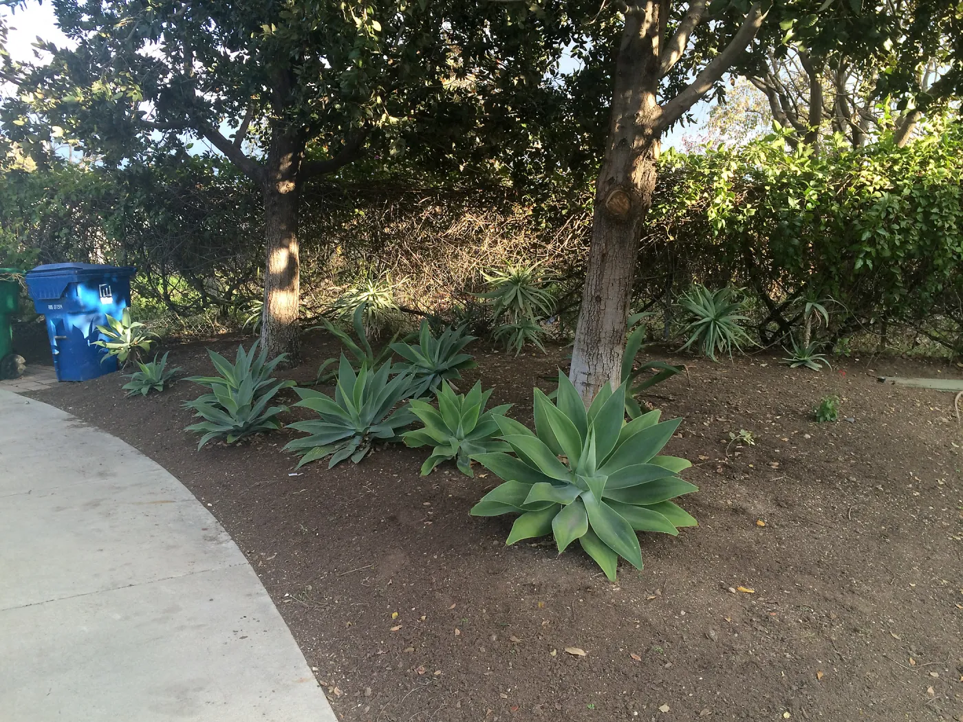 Susan van Atta property, Quercus tomentella