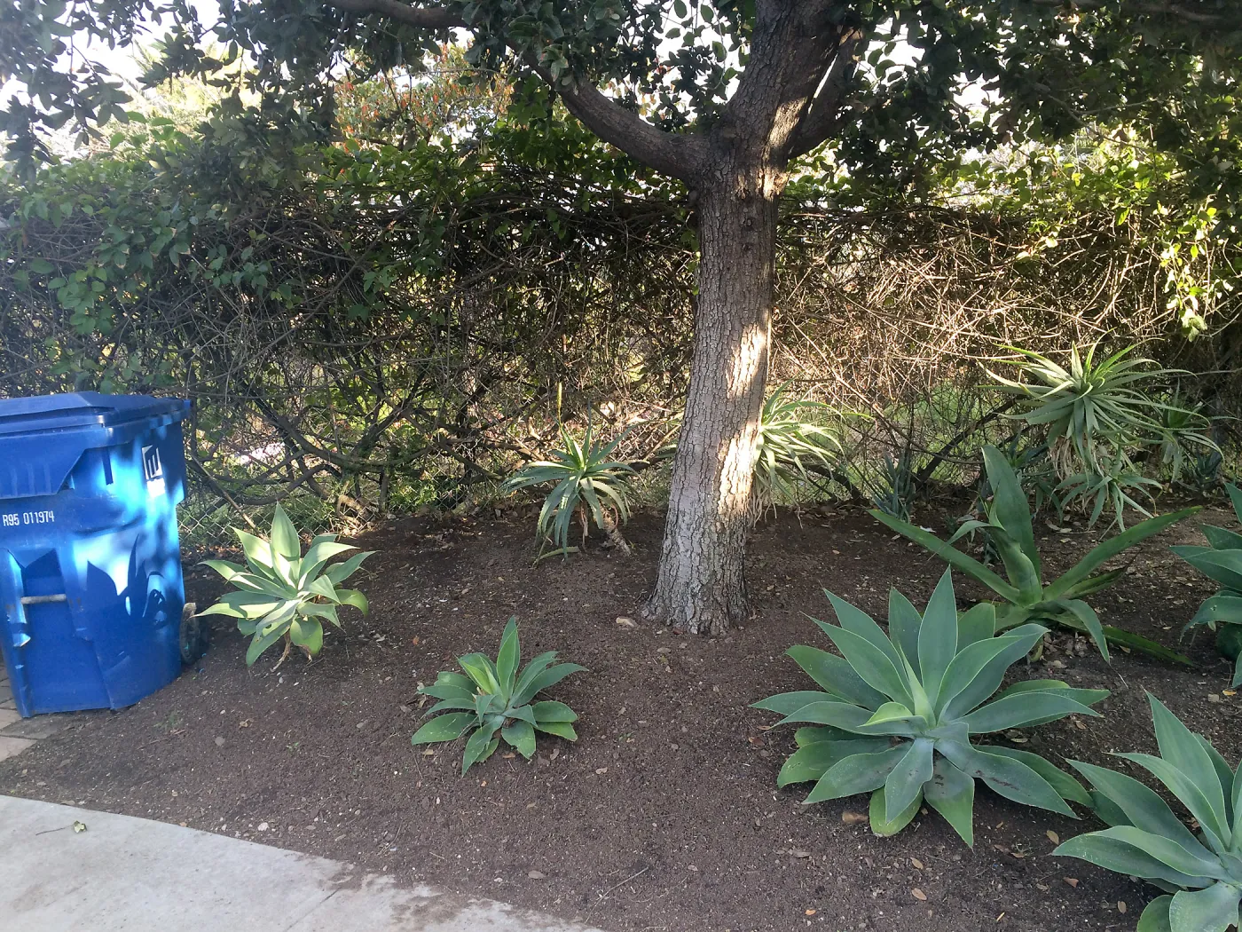 Susan van Atta property, Quercus tomentella