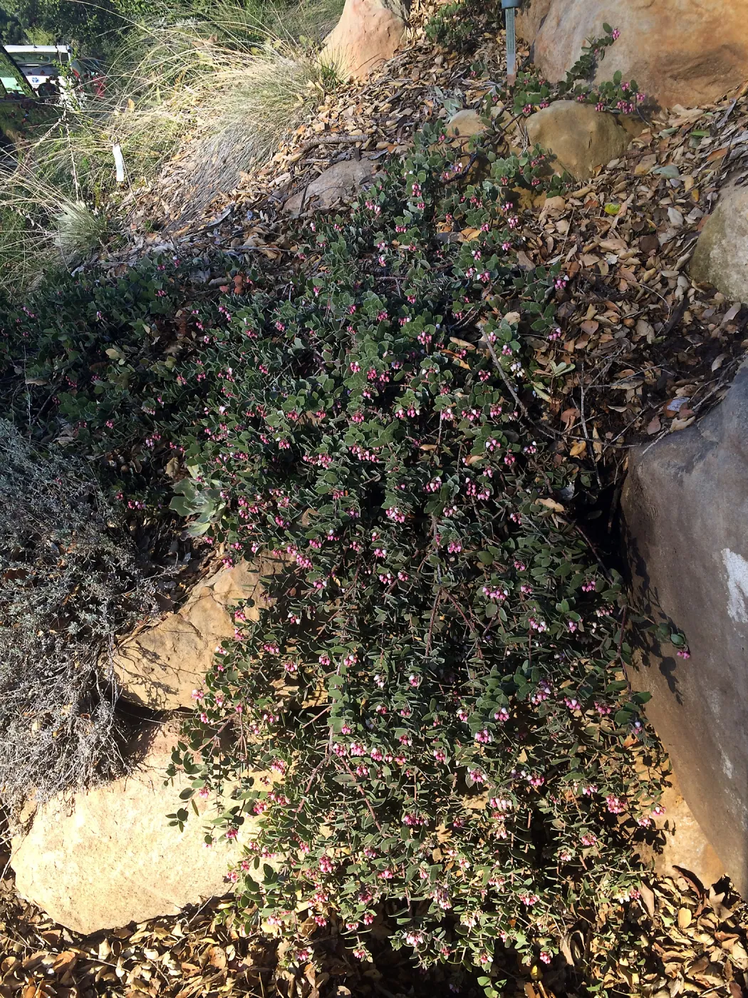 Blooming Arctostaphylos Arroyo Cascade in D 23