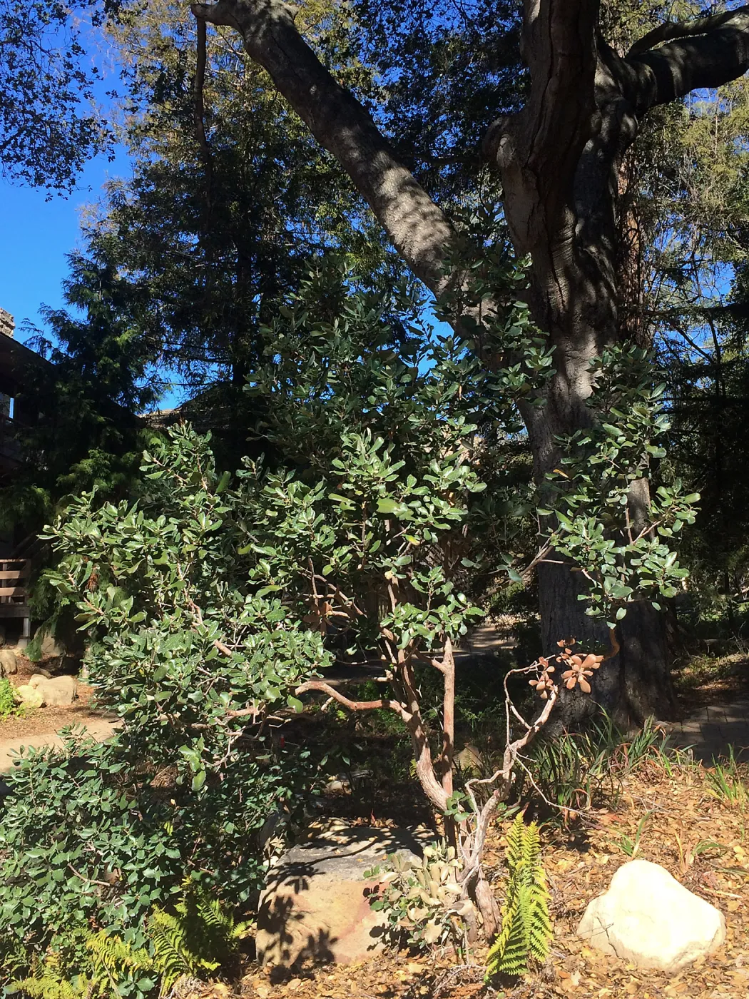 Comarostaphylis in Arroyo