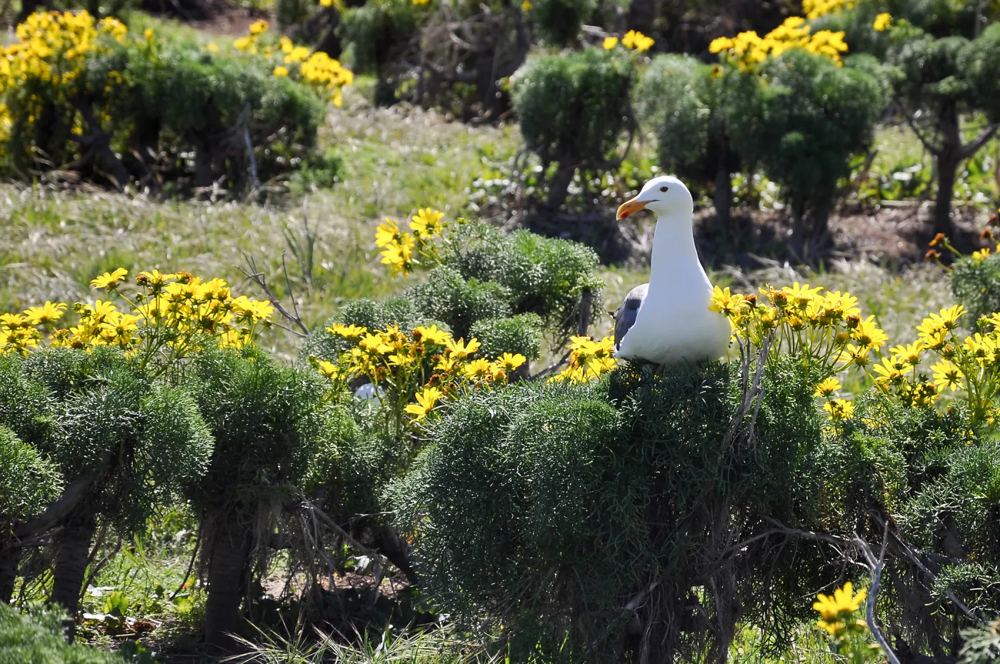 Anacapa Island Trip 2016-05, Seagulls, Coreopsis gigantea