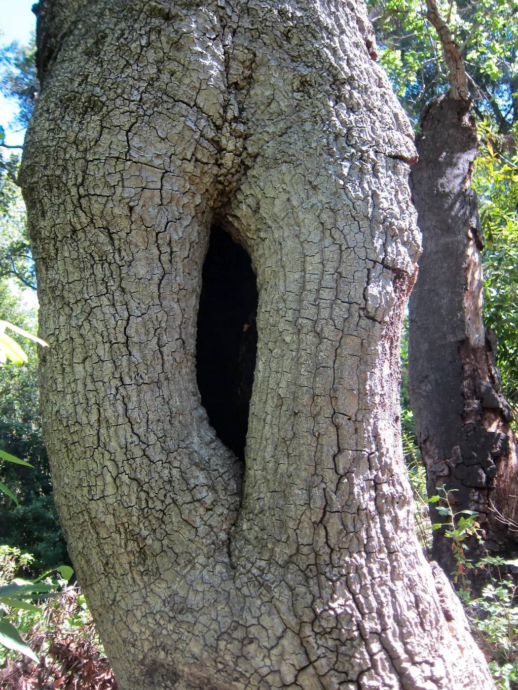 Fallen oak in Wooded Dell by Campbell Bridge