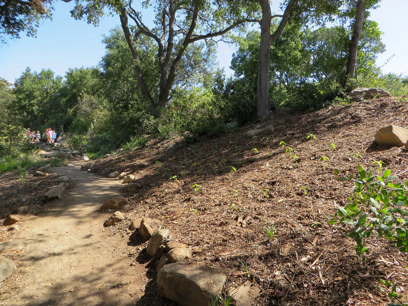 Above Tea House, Lower Arroyo, new trail