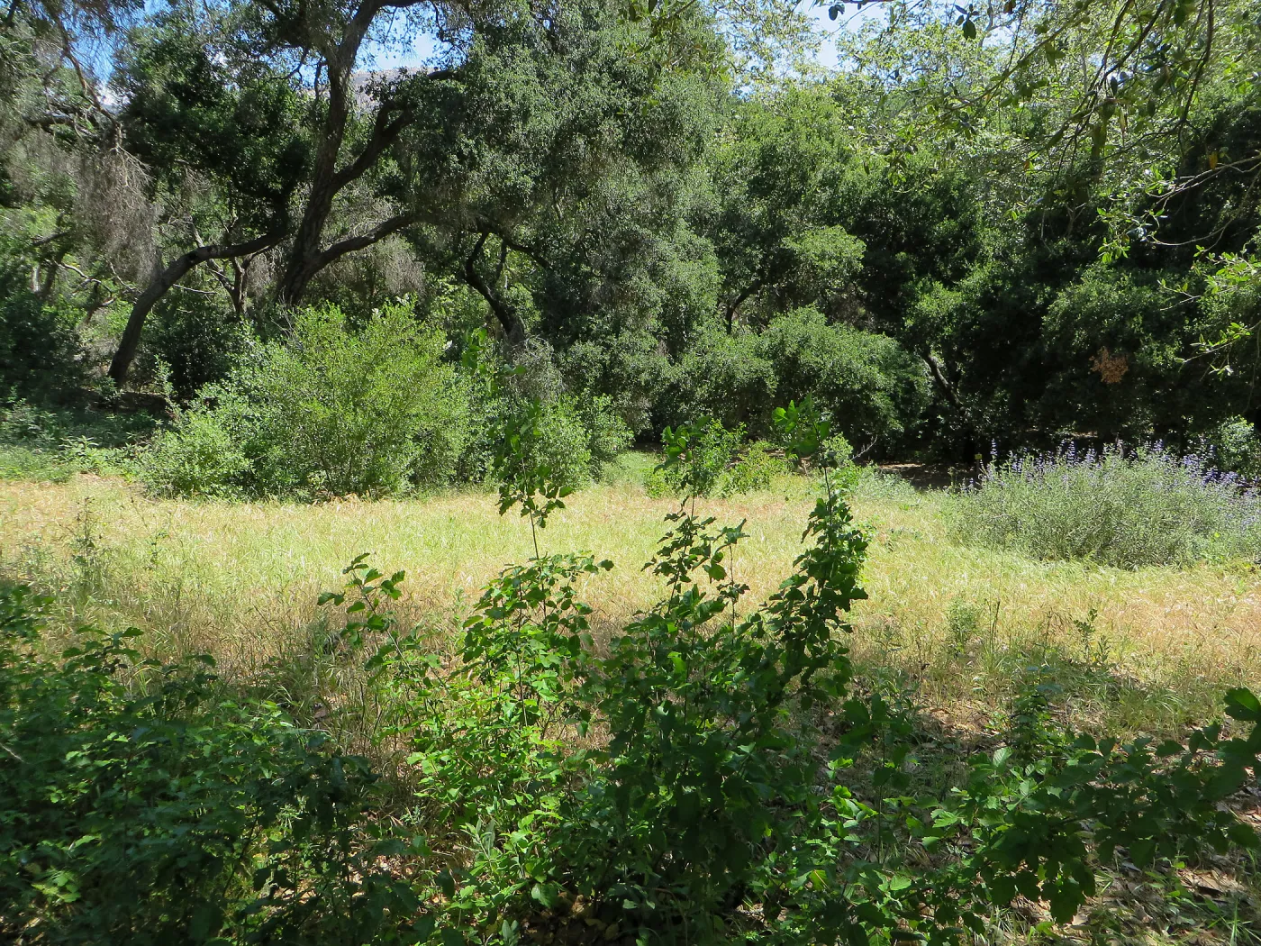 Weedy grasses in old island section in the Canyon