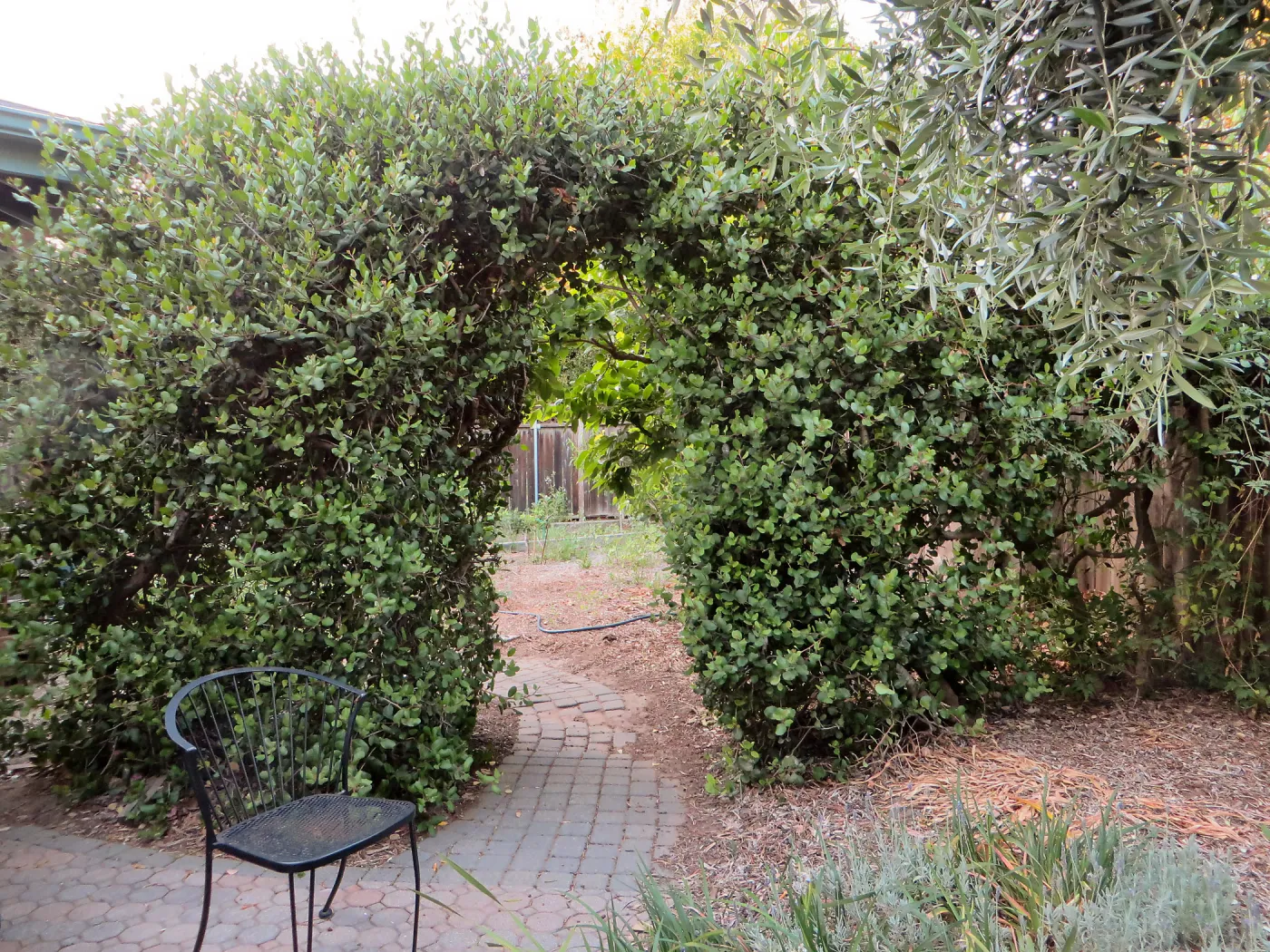 Betsy's Garden, Rhus integrifolia hedge