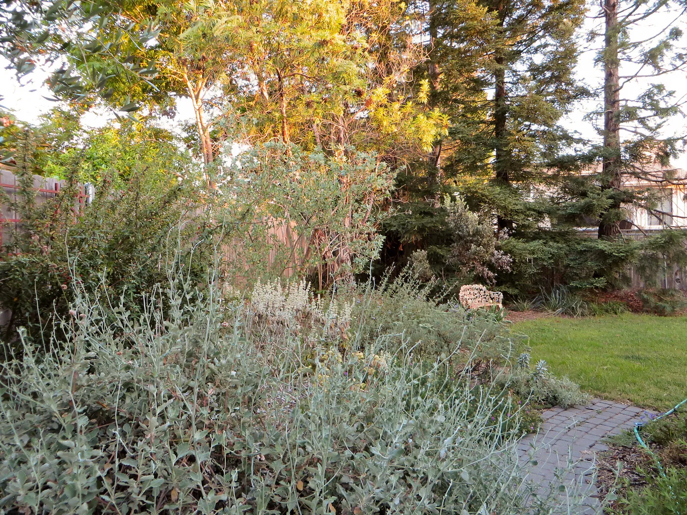 Betsy's Garden, Eriogonum cinereum and Sequoia sempervirens