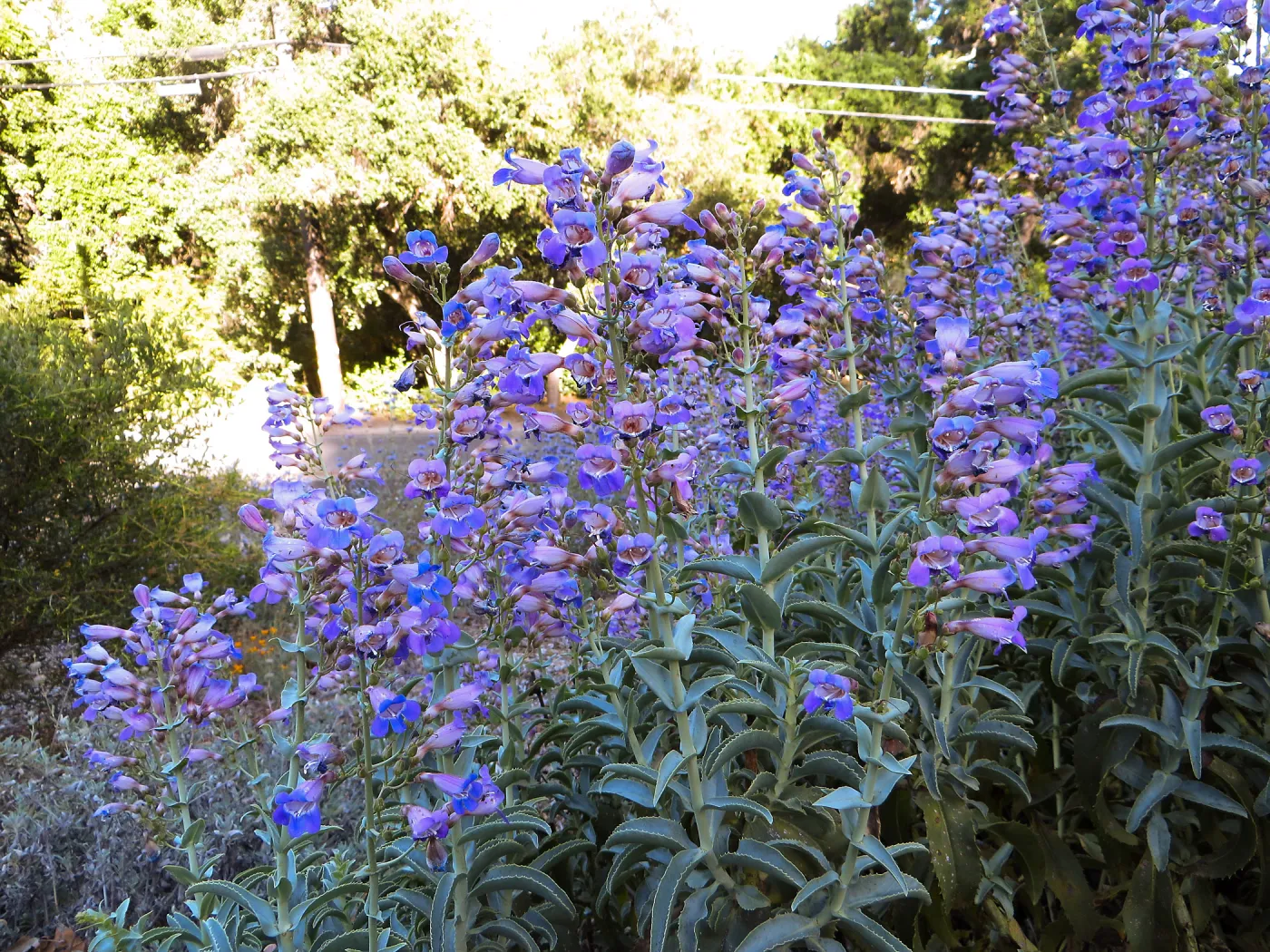Tunnel Road Triangle, Penstemon spectabilis