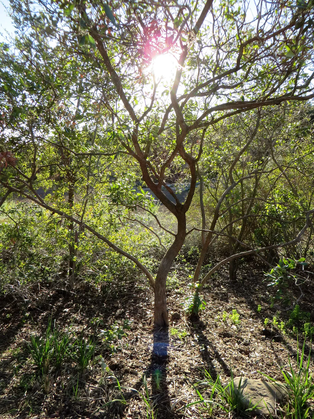 Comarostaphylis diversifolia in east Meadow Border