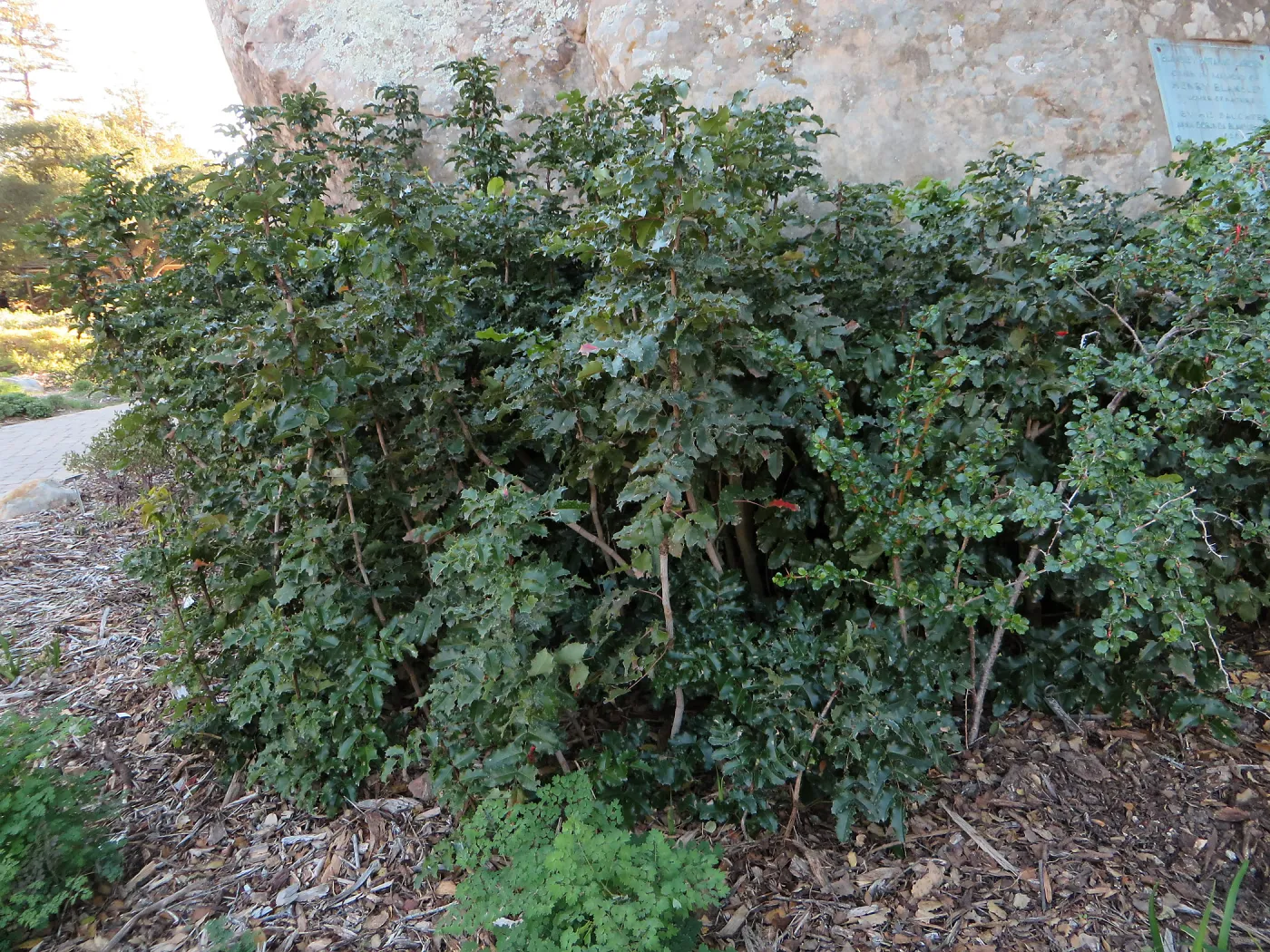 Berberis pinnata at Blaksley boulder