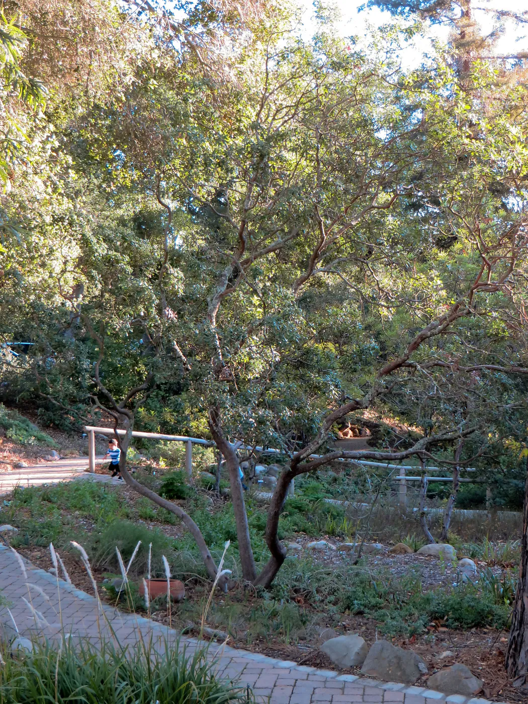 Comarostaphylis at entrance