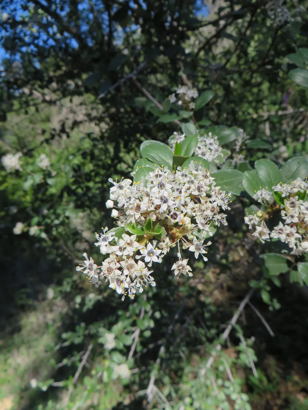 Ceanothus megacarpus , flower closeup