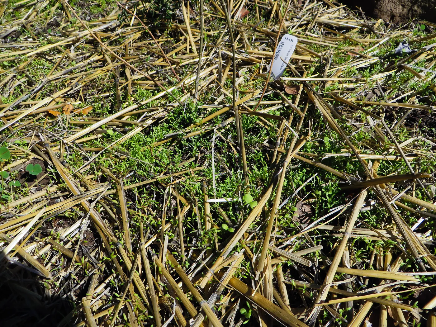 Slope ni Arroyo,at pollination deck, straw covering seeds