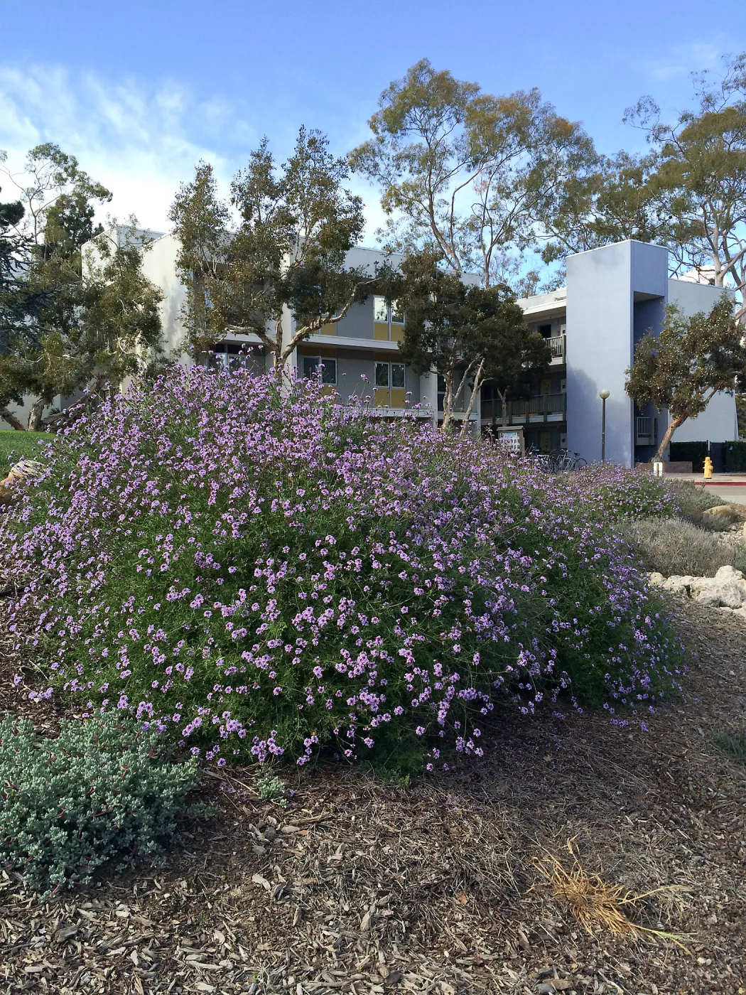 Verbena de la Mina at UCSB