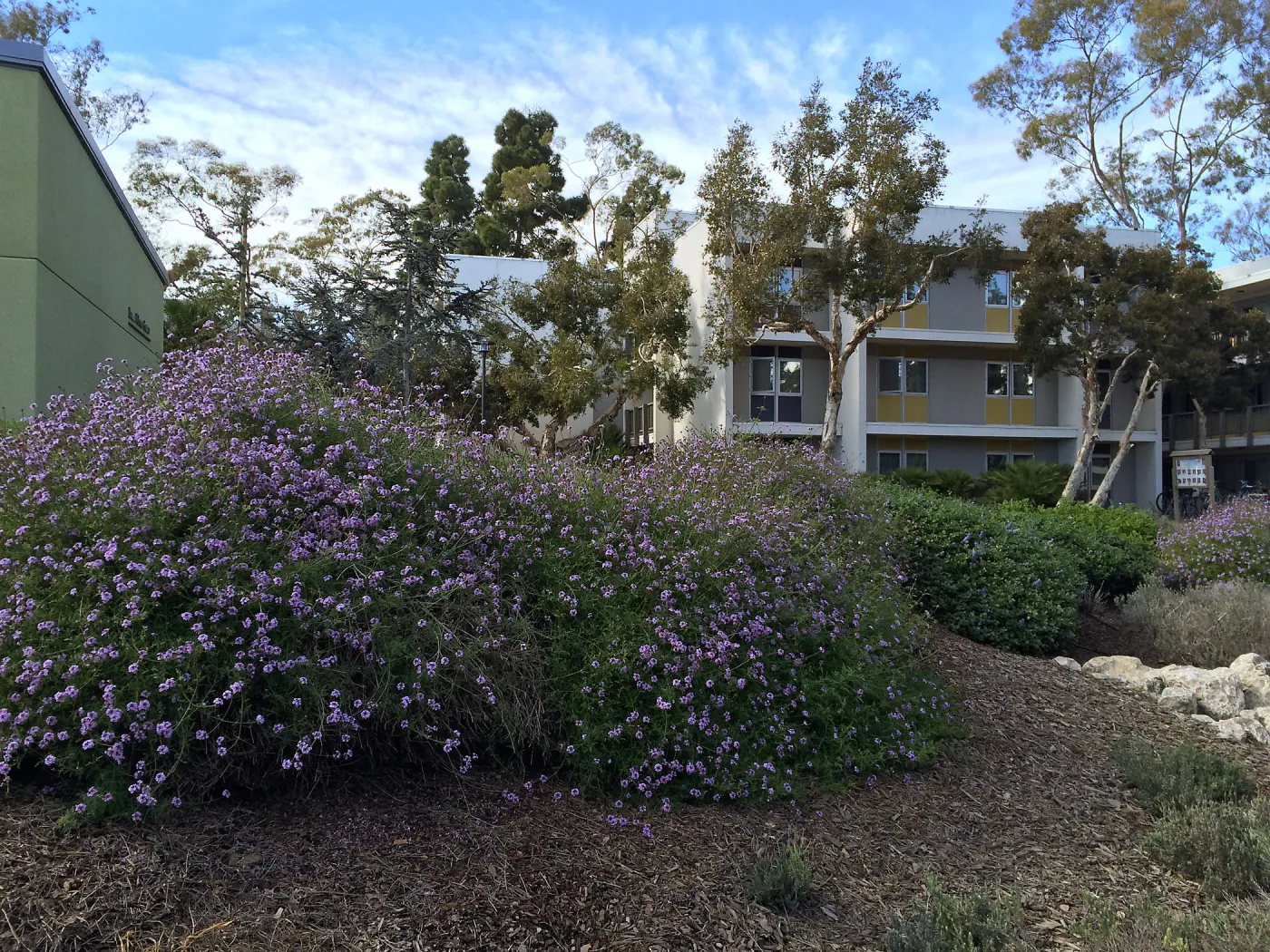 Verbena de la Mina at UCSB