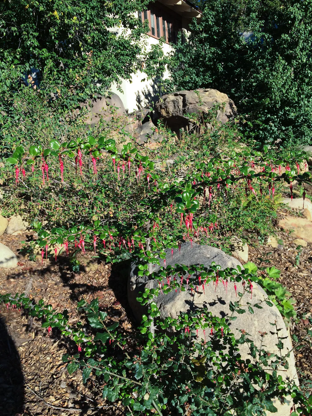 Ribes speciosum in Arroyo