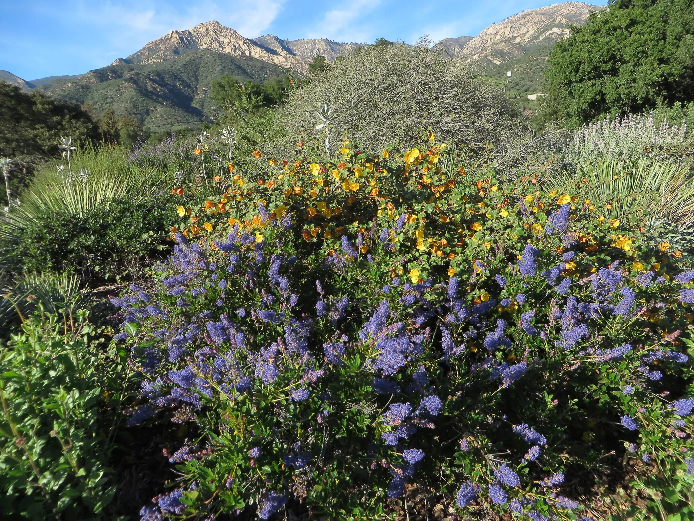 Ceanothus (California Lilac) volunteer 15-23 and Fremontodendron (Flananelbush) Daras Gold on Porter Trail