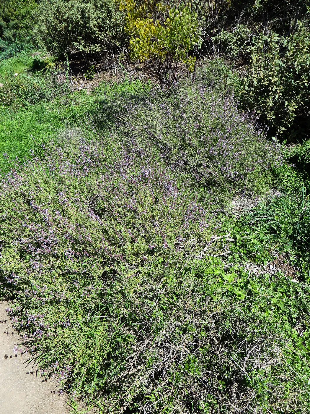 Salvia (Sage) Emerald Cascade on Porter Trail