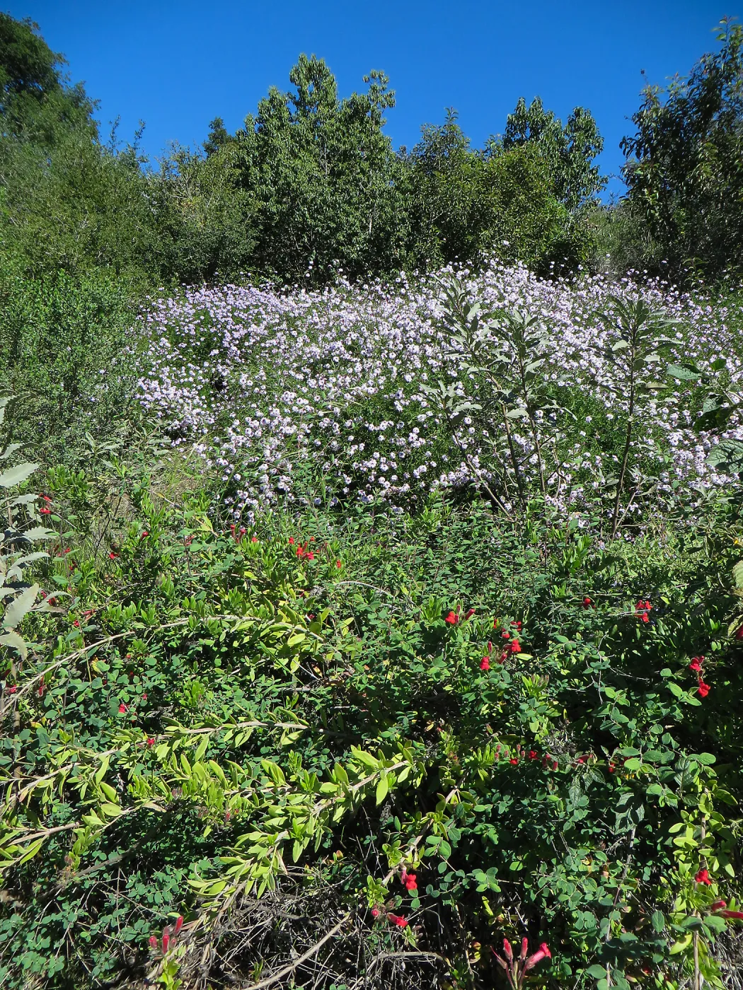 Verbena Paseo Rancho, Galvesia; Porter Trail