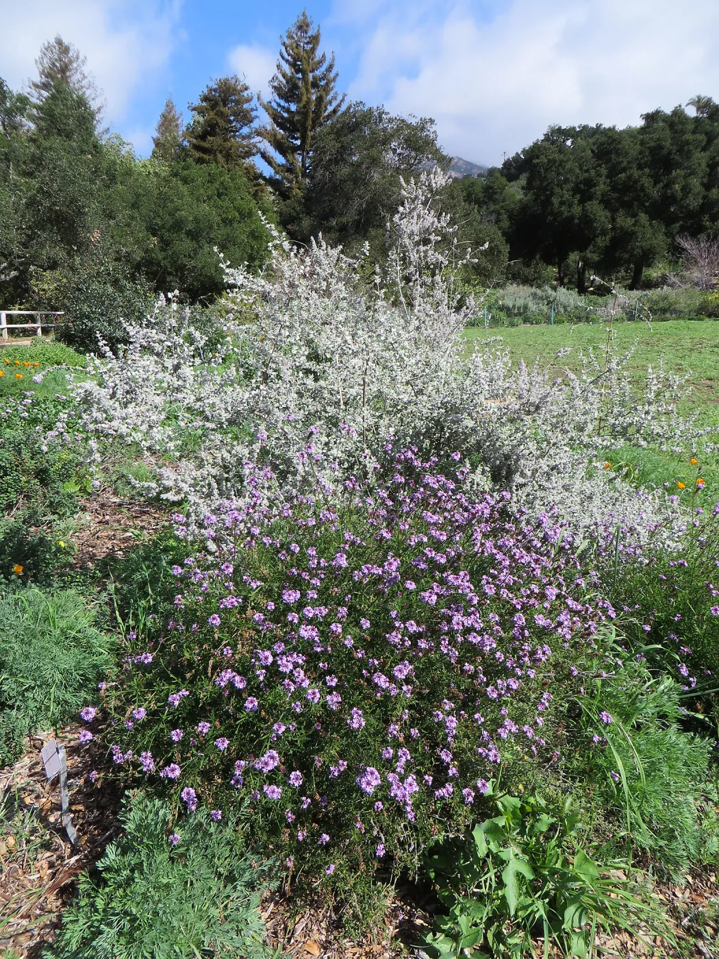 Hyptis Sliver Lining Verbena de la Mina