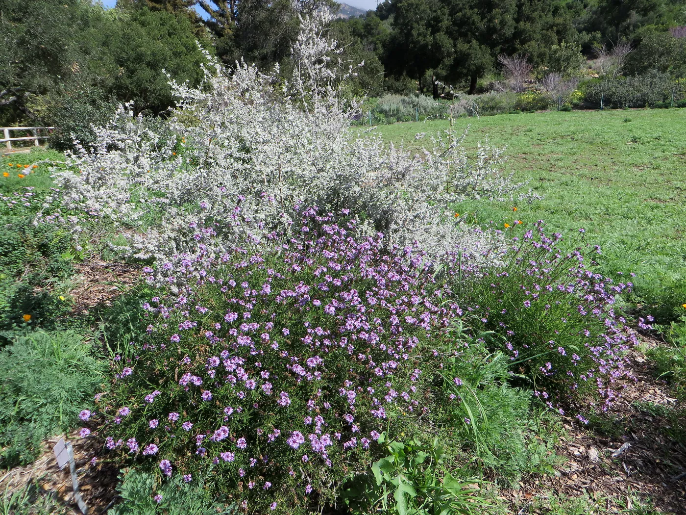 Hyptis Sliver Lining Verbena de la Mina