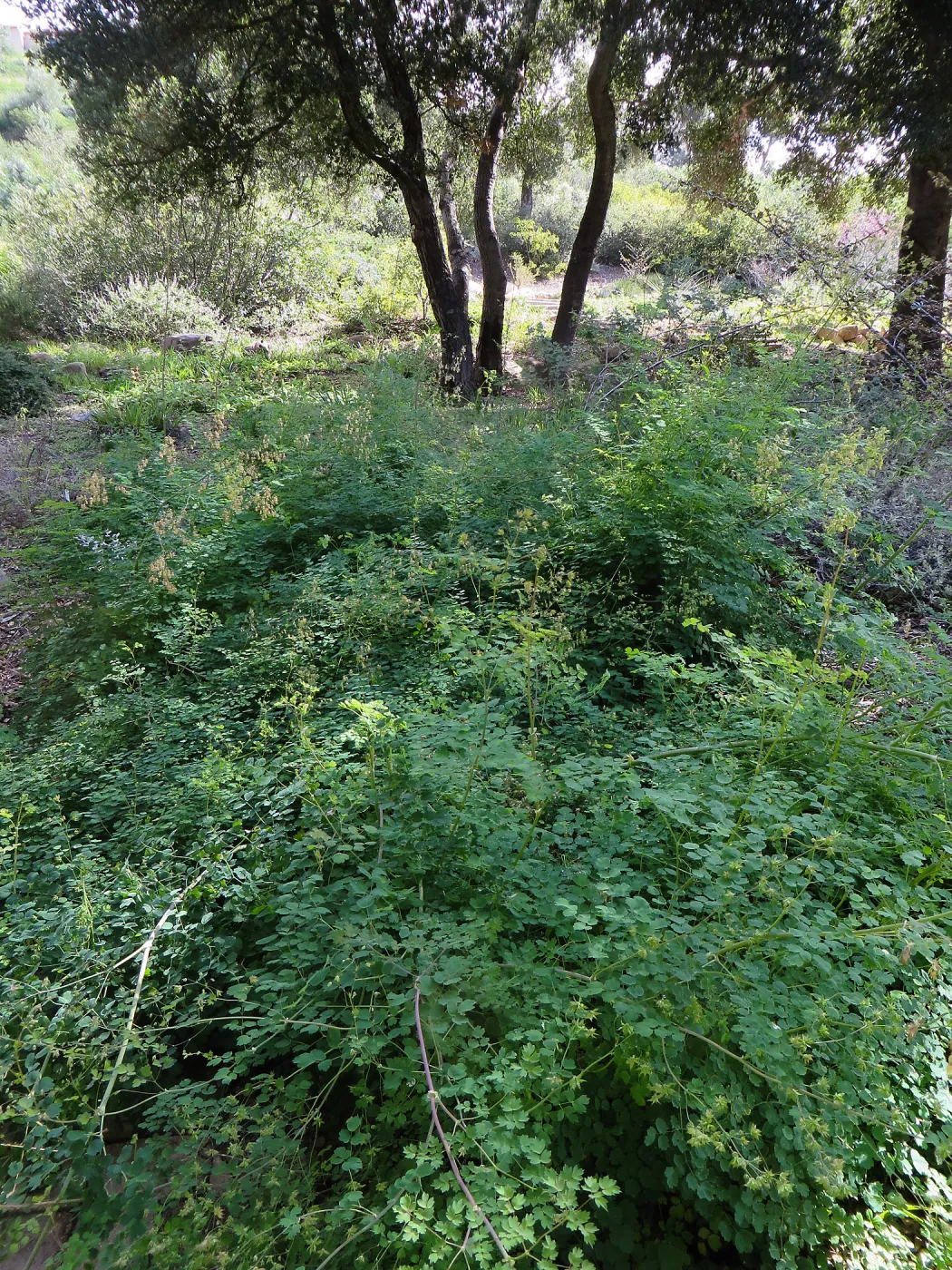 Meadow rue, Thalictrum polycarpum in Meadow View