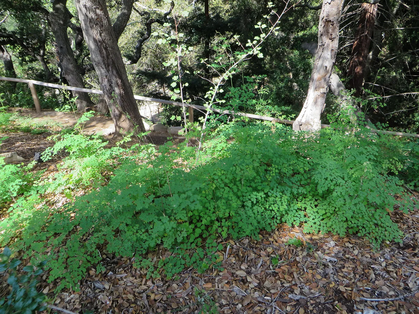 Meadow rue, Thalictrum polycarpum in Meadow View