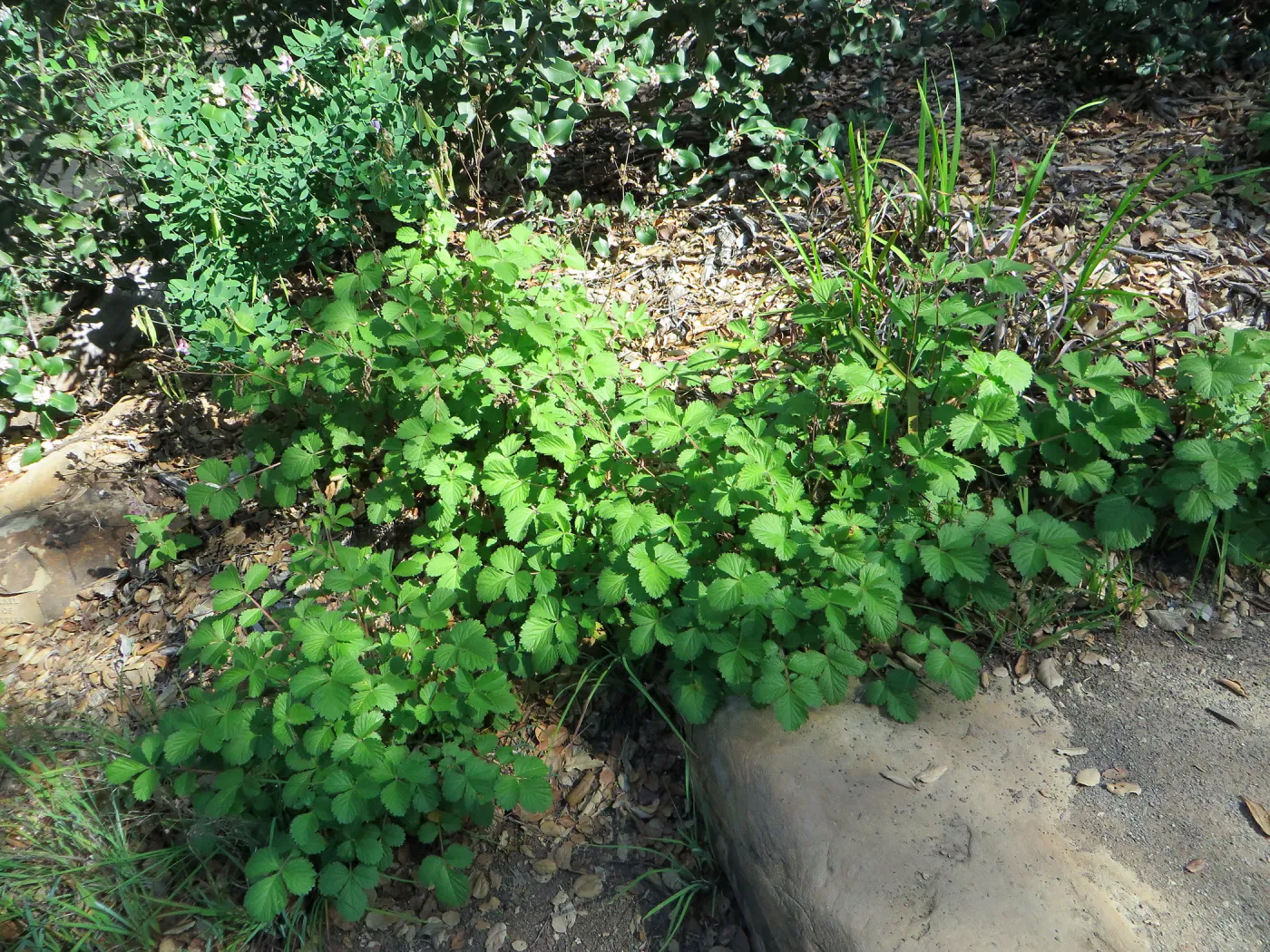 Drymocalis glandulosa, sticky cinqefoil in Meadow View