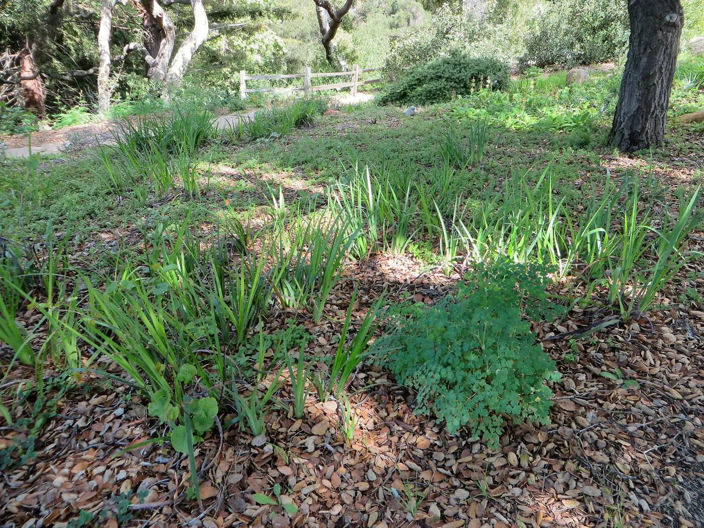 Iris, Satureja, Thalictrum understory in Meadow View