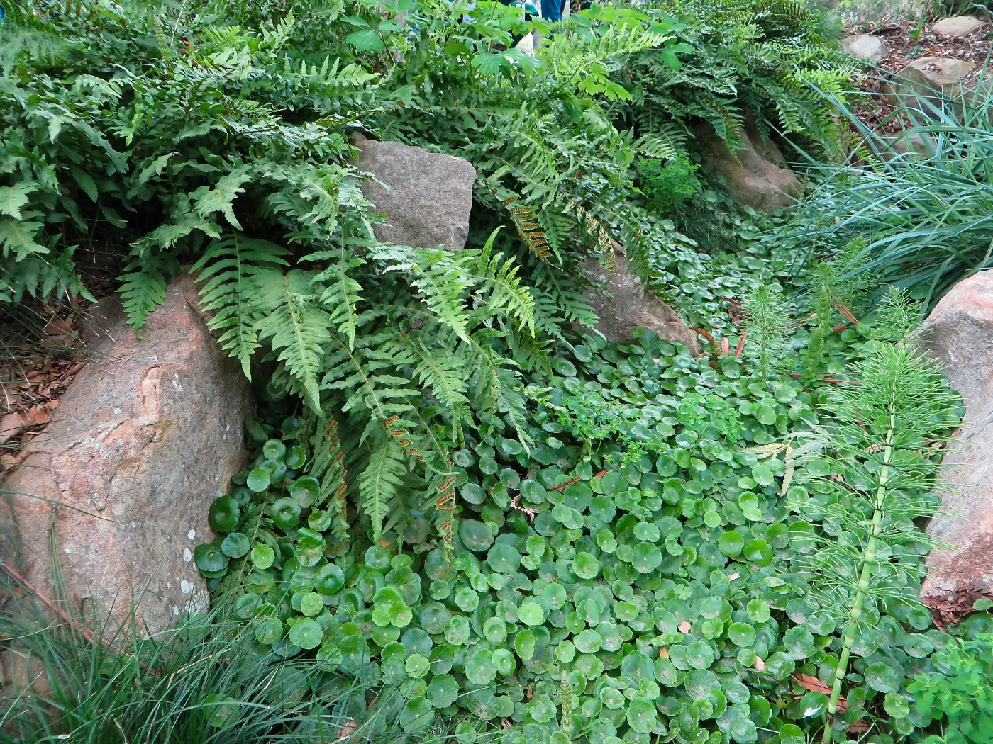 Hydrocotyl and Polypodium californicum, near entrance