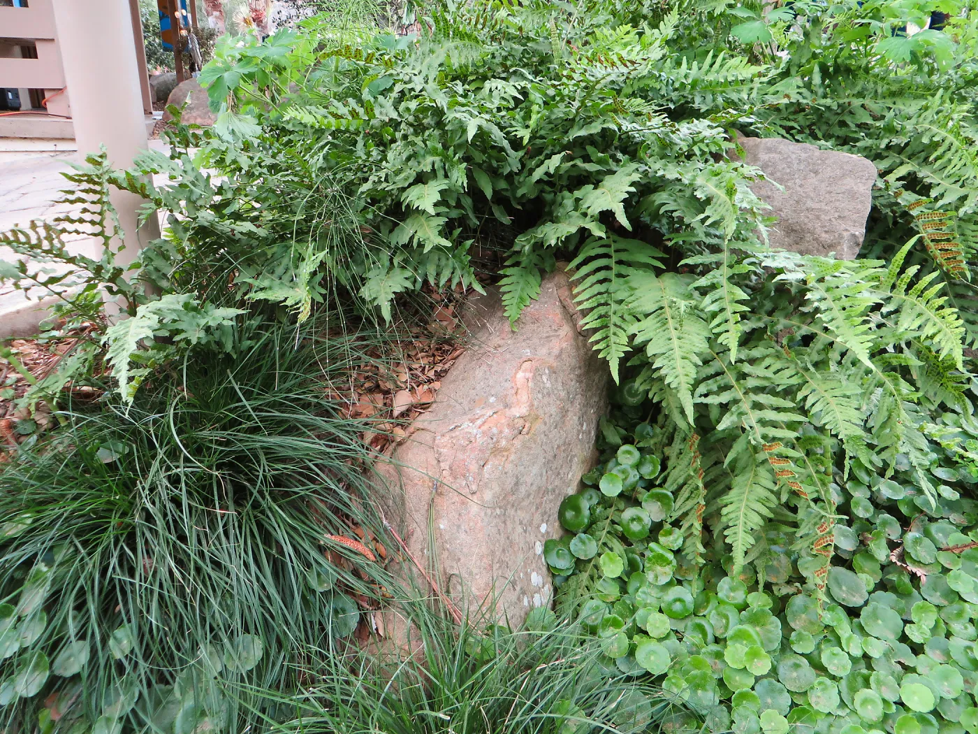 Hydrocotyl and Polypodium californicum, near entrance