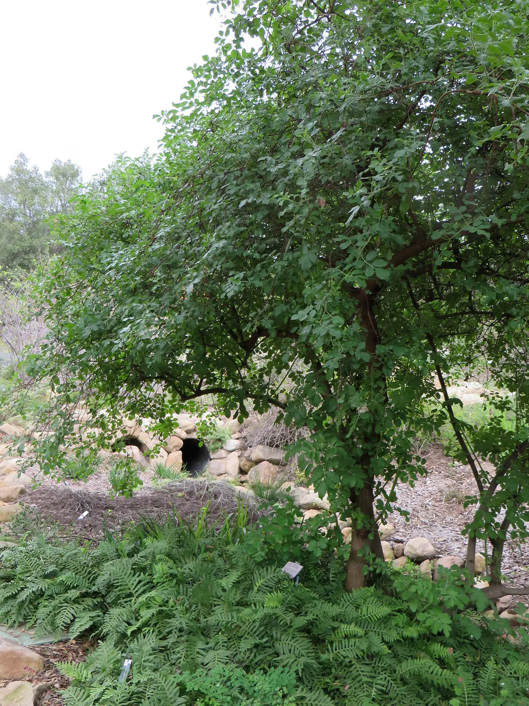 Sambucus (Elderberry), Manzanita Section