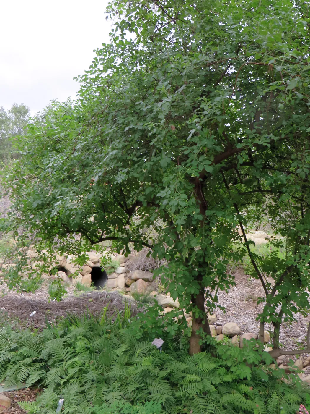 Sambucus (Elderberry), Manzanita Section