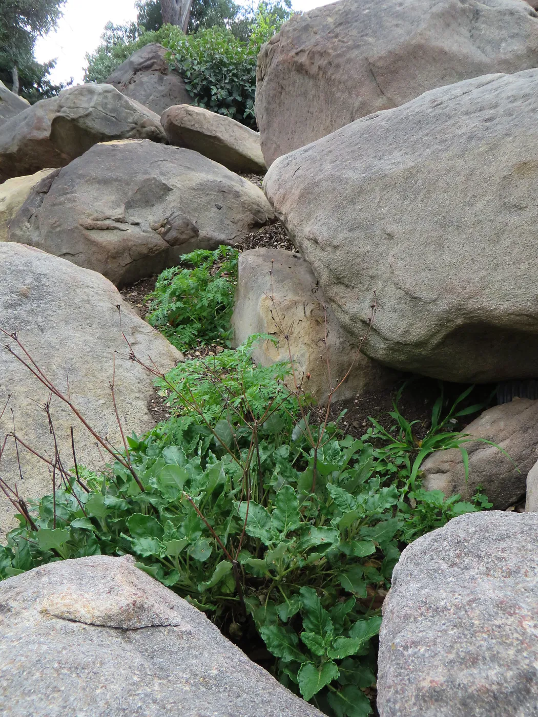 Boulders in Manzanita Section