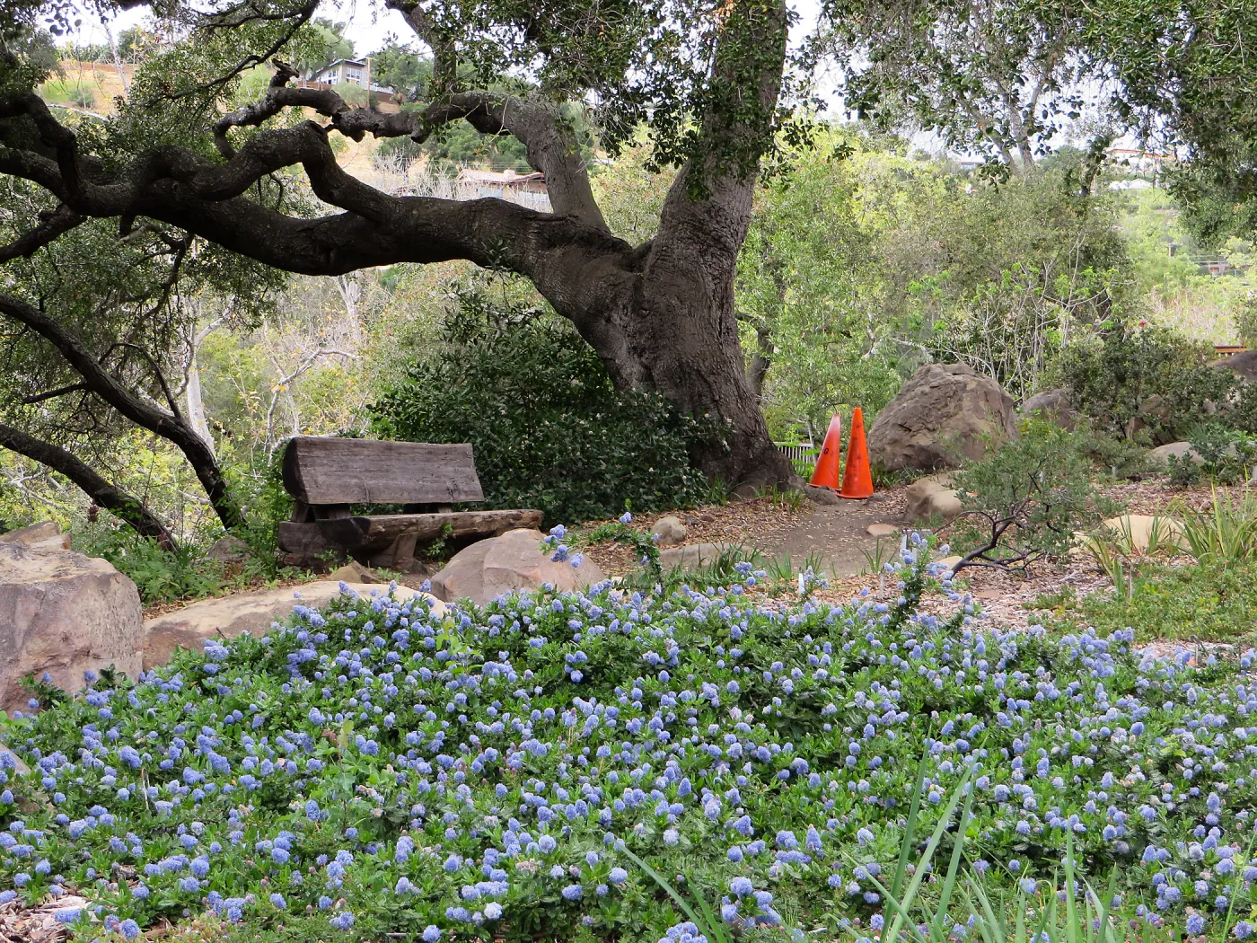 Ceanothus (California Lilac) sp. Manzanita Section