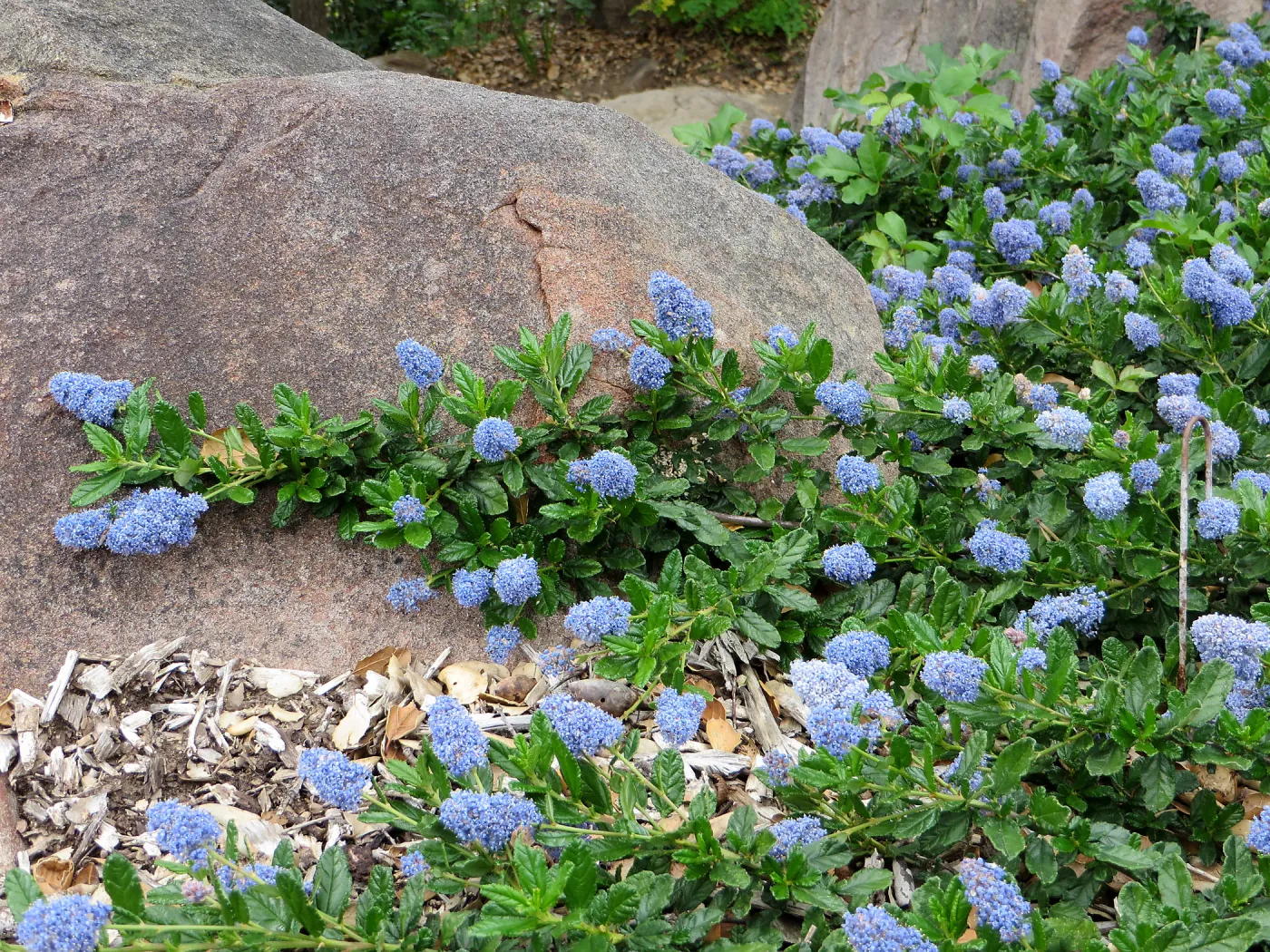 Ceanothus sp. Manzanita Section