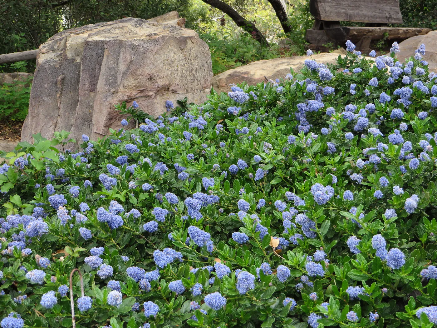 Ceanothus (California Lilac) sp. Manzanita Section