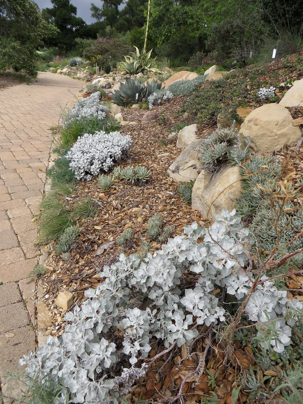 Eriogonum crocatum, upper parking lot bank