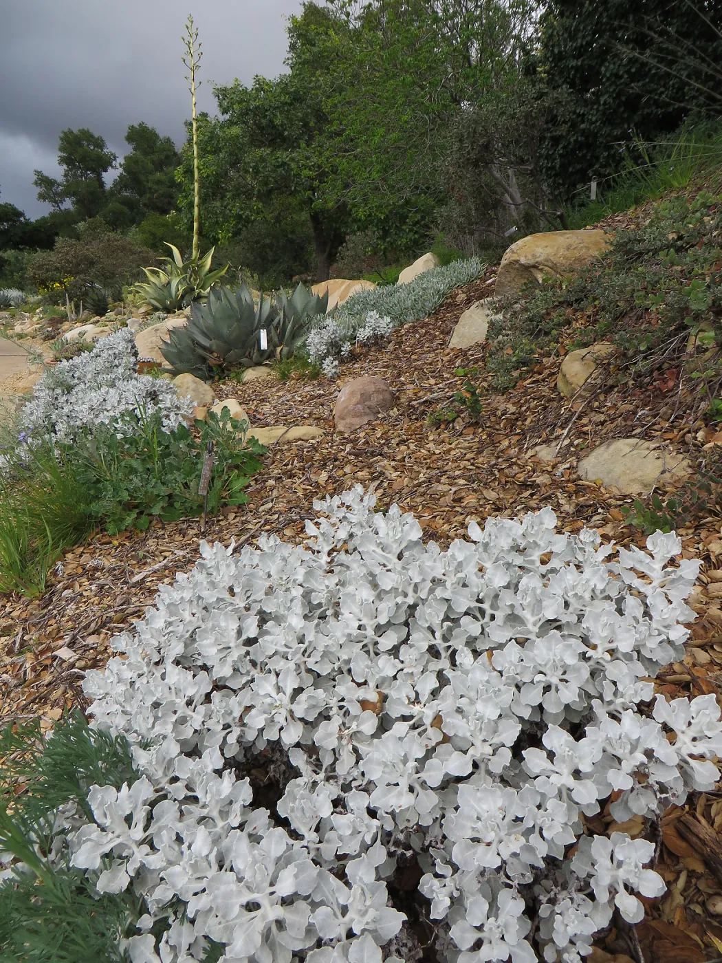 Eriogonum crocatum, upper parking lot bank