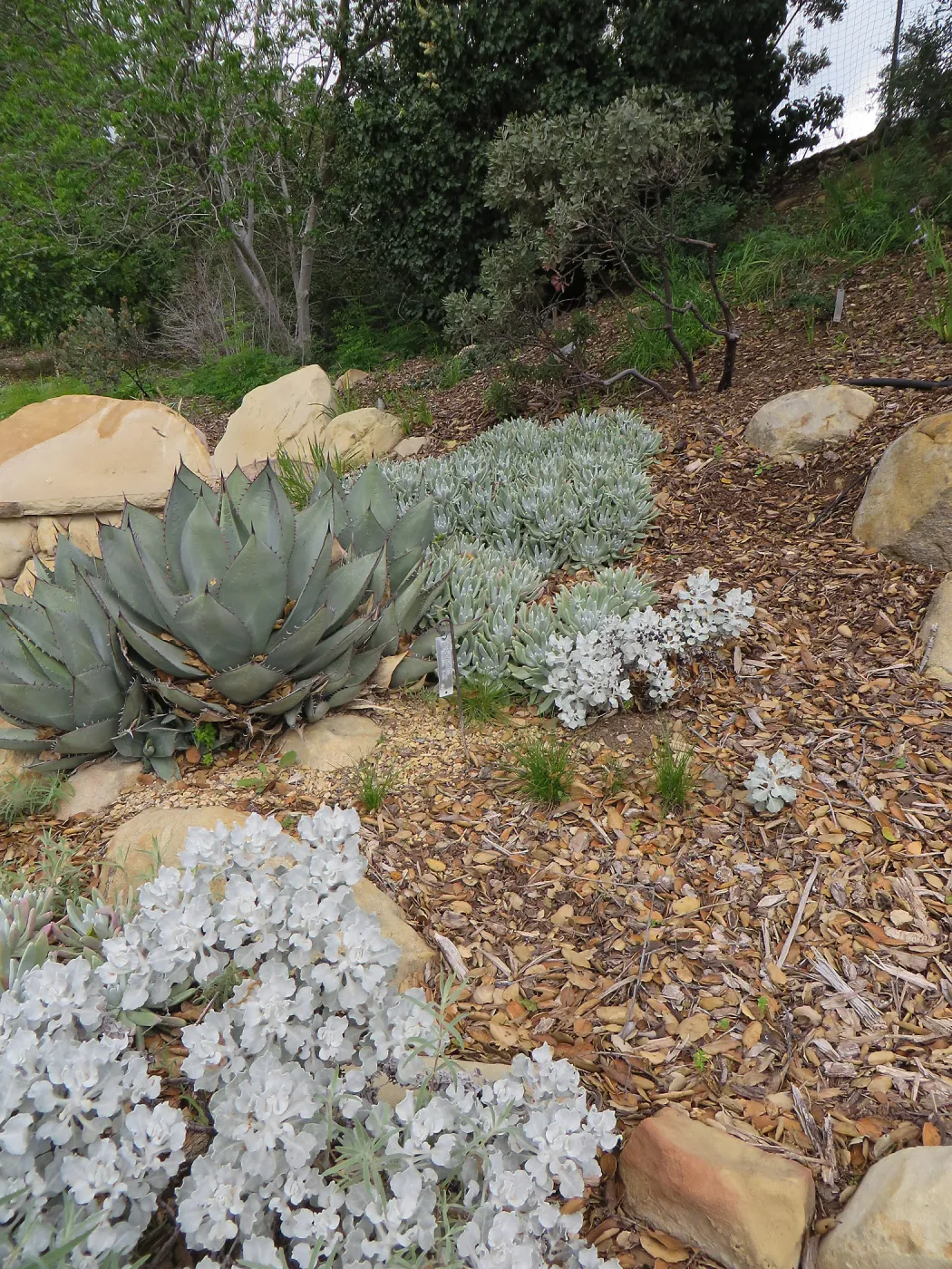 Eriogonum crocatum and Agave sebastiana, upper parking lot bank