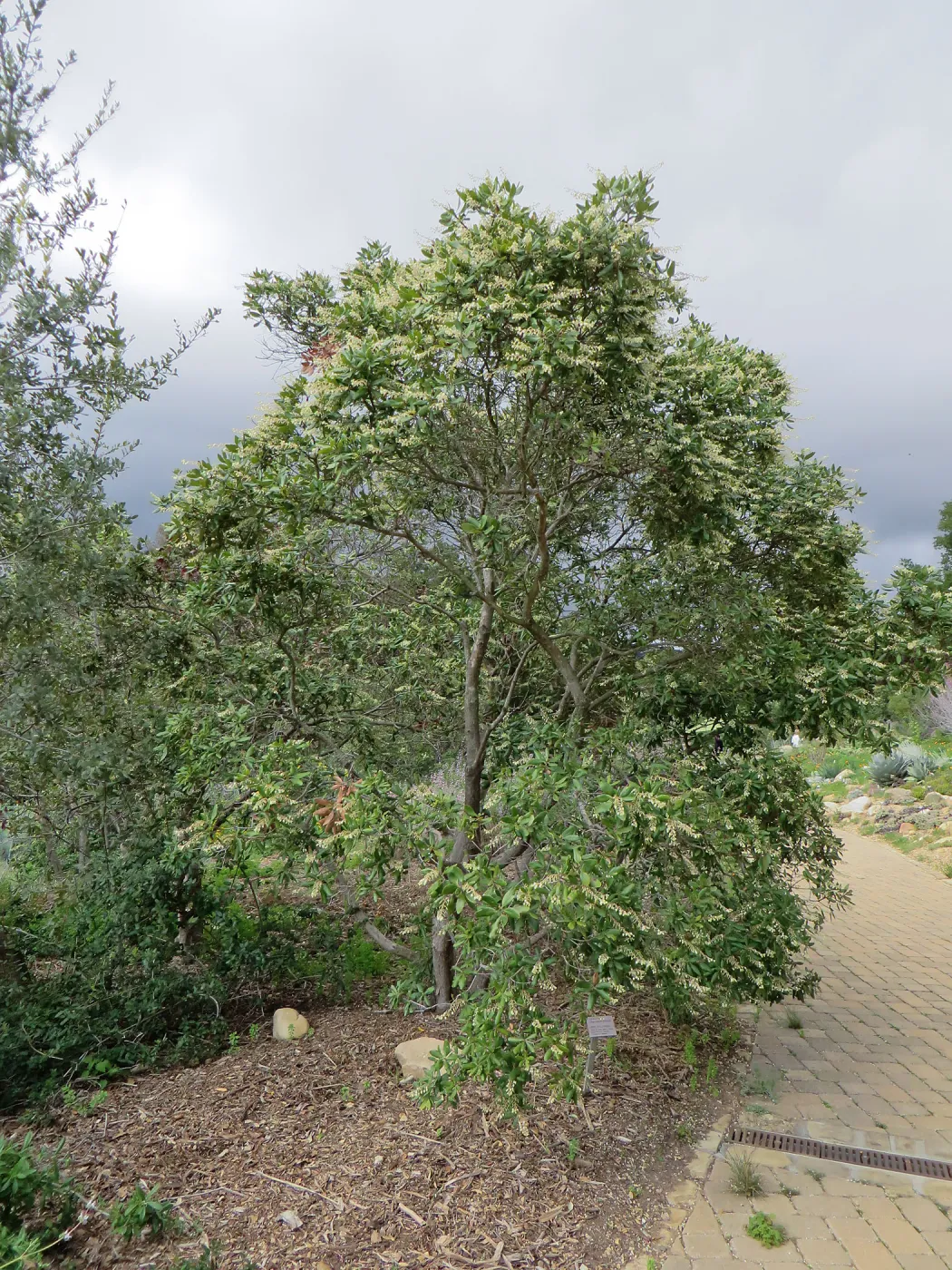 Comarostaphylis diversifolia in east Meadow border