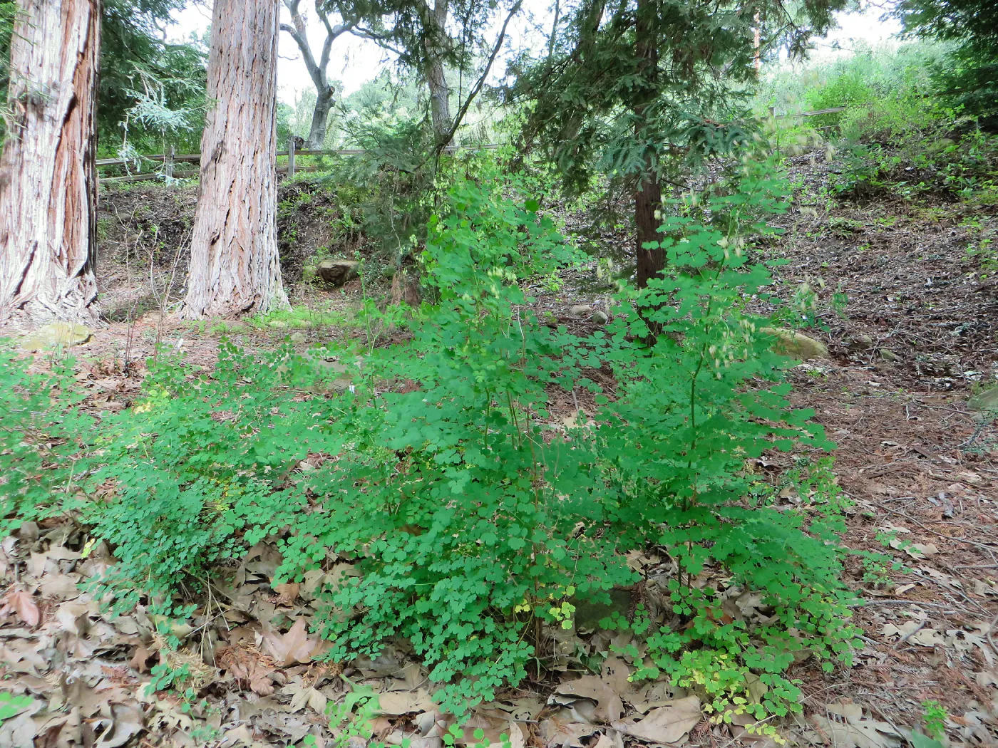 Thalictrum, meadow rue