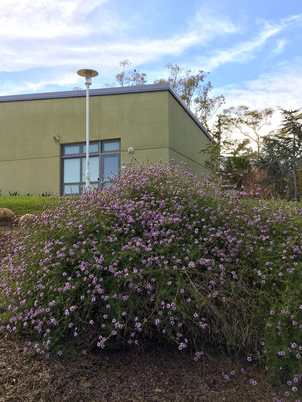 Verbena de la Mina at UCSB