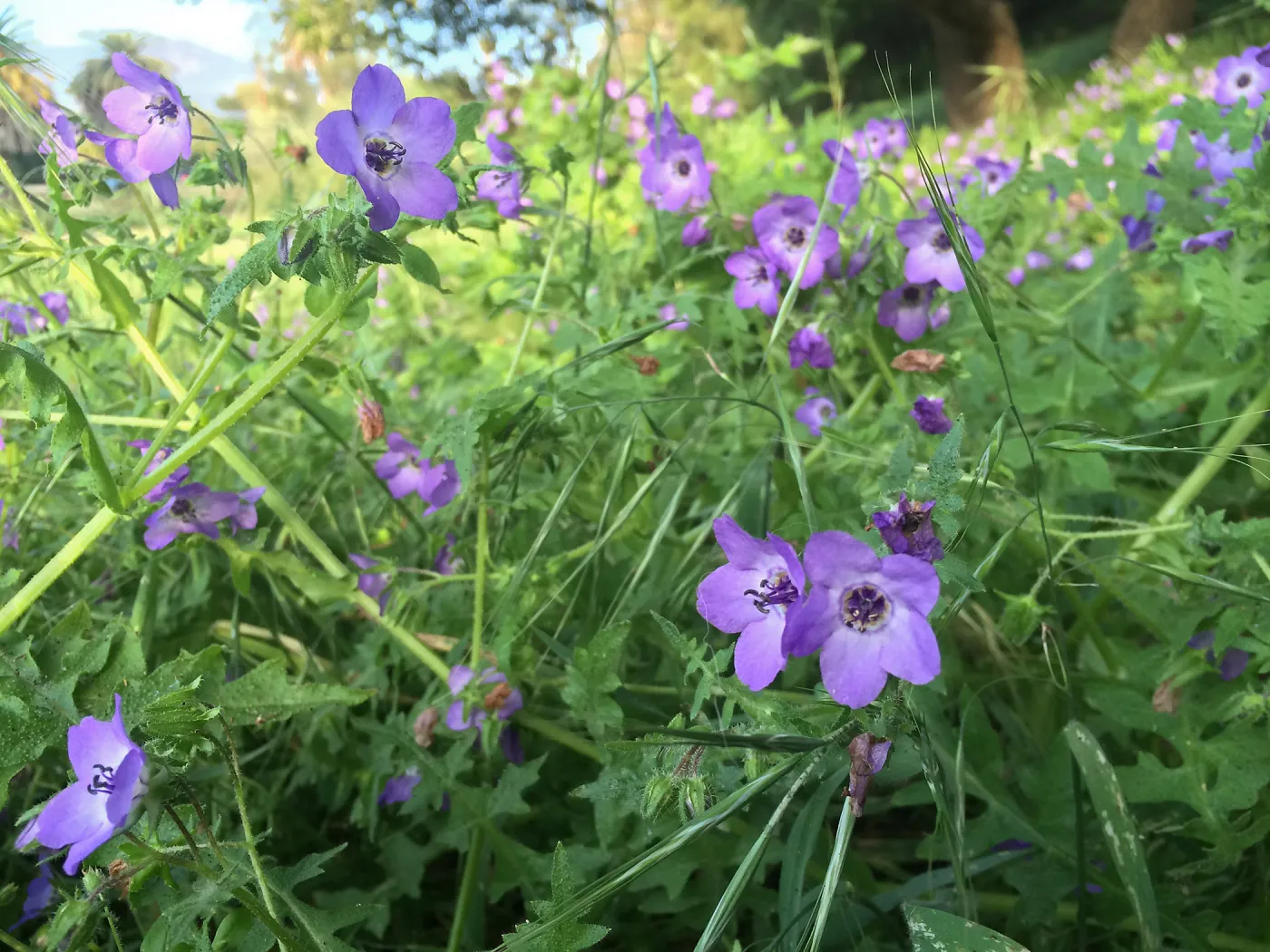 Pholistoma auritum, fiesta flower at Modoc Open Space in Santa Barbara