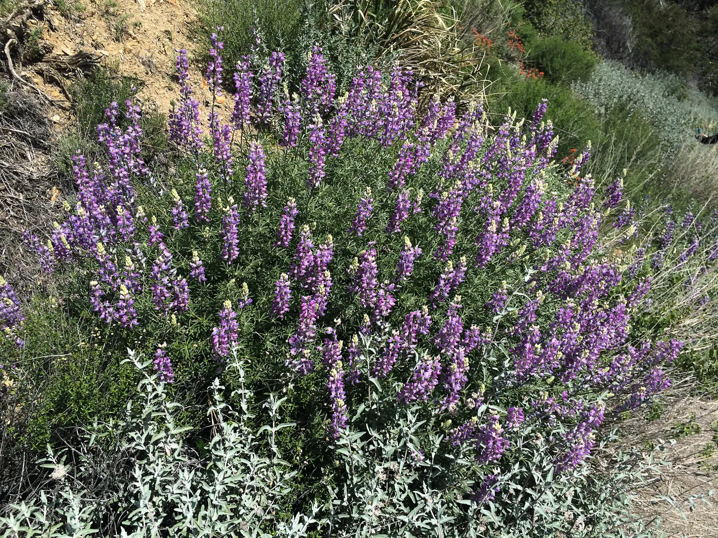 Lupinus albifrons, Figeuroa Mtn