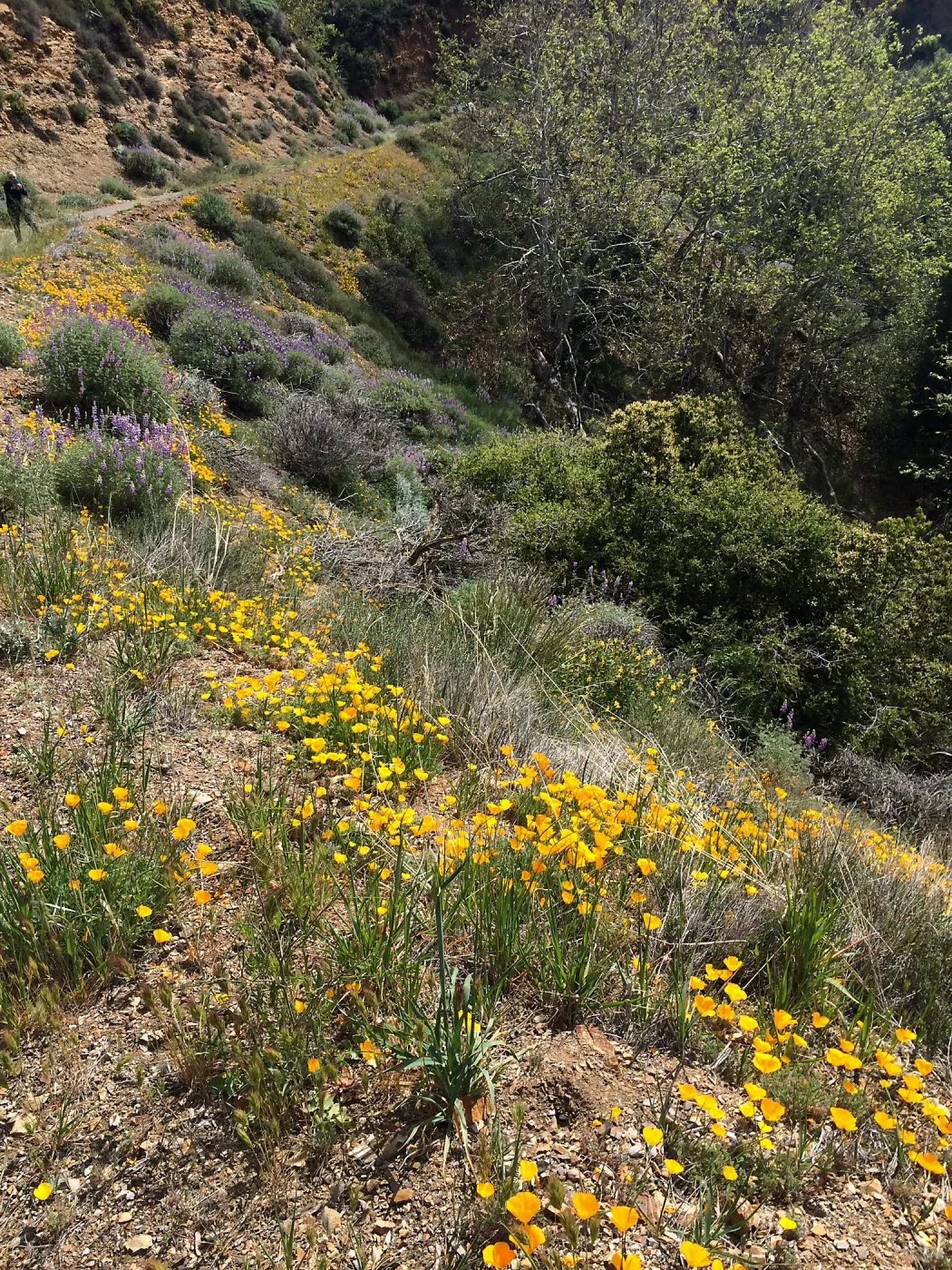 Figeuroa Mtn, California poppy